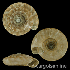 IMG_detallada/Discus (Gonyodiscus) rotundatus.jpg